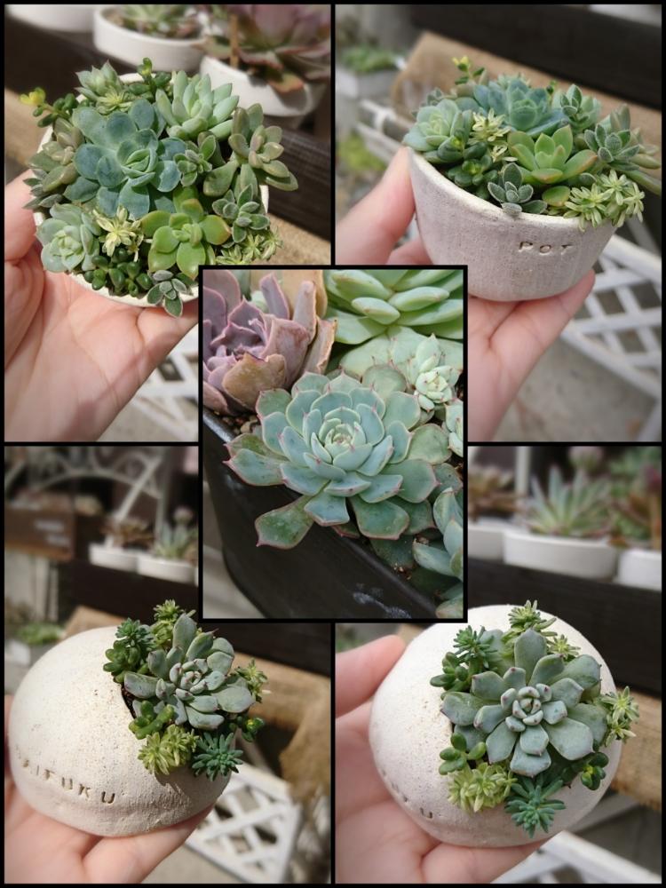 の画像 by うさコロ☆さん | 黒爪ザラゴーサとシエラと多肉植物と植中毒とjapan_beansさんとタニラーと多肉初心者