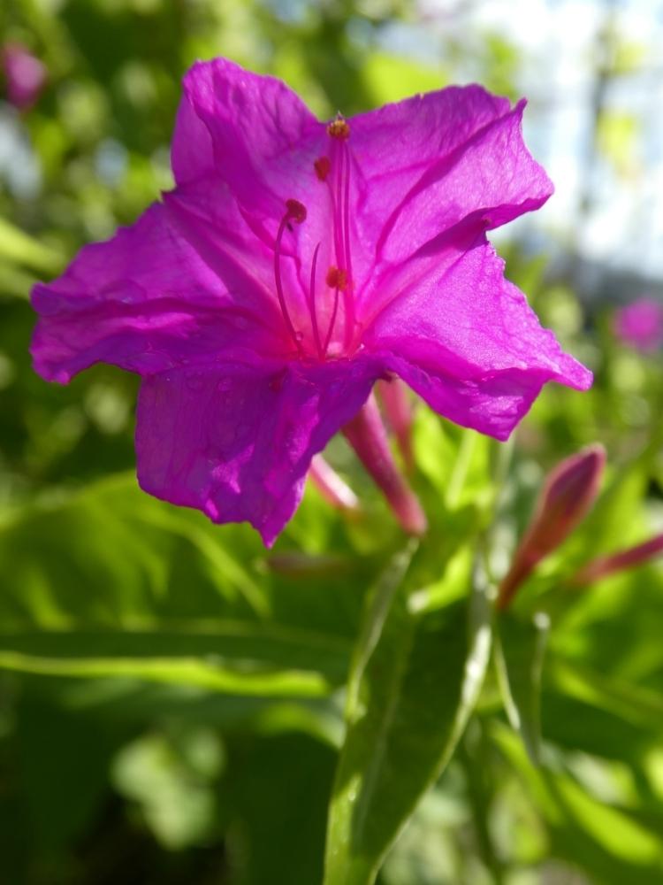 の画像 by aaさん | オシロイバナとこぼれ種から〜♪とお庭の植物ときれいな色ともりもりと花のある暮らしとみどりのある暮らしとピンクの花とはっぱとしべ好きと発見と九州北部とかわいいと地植えとこどもの作品