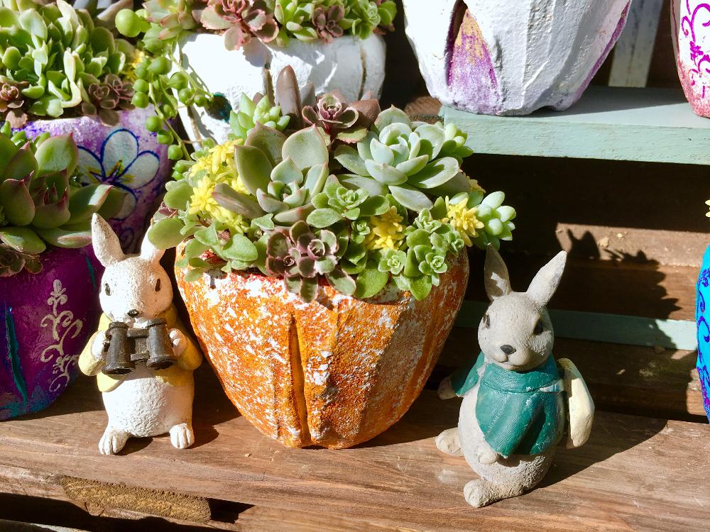 バルコニー/ベランダの画像 by はなさん | バルコニー/ベランダと多肉の寄せ植えと紅葉する多肉と秋のガーデニングコンテスト2018と多肉のてんこ盛りとタニラーとバルコニスト