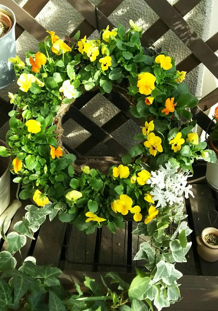 バルコニー/ベランダの画像 by ゆうさん | バルコニー/ベランダとビオラとヘデラホワイトワンダーと白妙菊とクローバーティントネーロとリース
