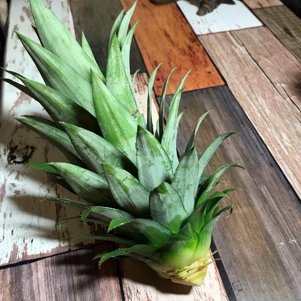 部屋の画像 by ぱるさん | 部屋とパイナップルと生長記録と観葉植物とパイナップル クラウンと パイナップルとベランダーとクラウン挿しとパイナップル成長記録とパイナップル科