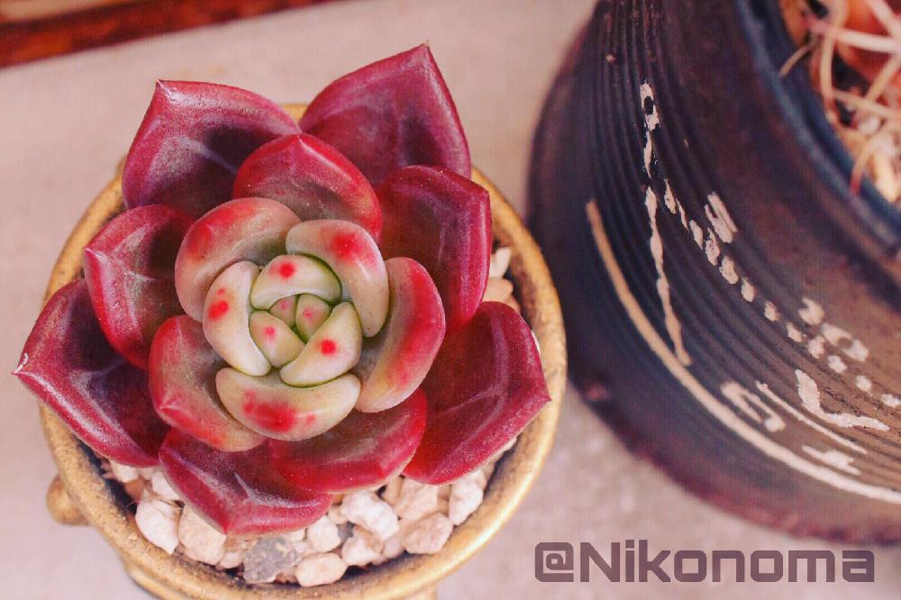 エントランスの画像 by Nomachanさん | エントランスと多肉植物とW投稿と繋がりに感謝とあの子にも届け♡と大好きな場所とSabi-JYO.と少しでも笑顔になってもらえますようにと多肉のある暮らしと植中毒と頑張れ♡心友とみんな同じ空の下……と笑顔の源と癒し空間と錆錆とご縁に感謝とスチパン鉢と真空缶とサビじょとインダストリアル
