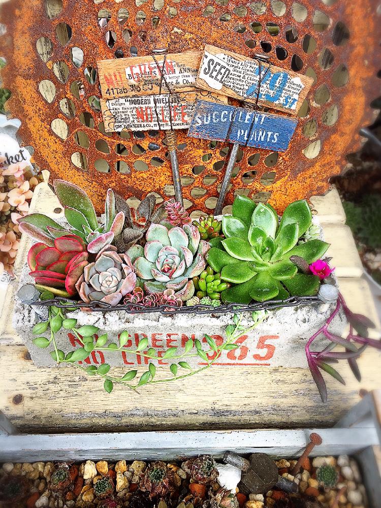 小さな庭の画像 by まかろんさん | 小さな庭と全国オヤジ連合会No.11とHTCと植物のある暮らしとうつくしま福島とタニコロちゃんピック♡と今日も笑顔でとタニコロちゃんコンクリ鉢とキュンキュン乙女倶楽部No.58と素敵な出会いに感謝とがんばろう福島と笑顔になれる♪と花のある暮らしと被災地にエールを…。と多肉寄せ植えと『秋を感じる』フォトコンテストとお気に入り椅子