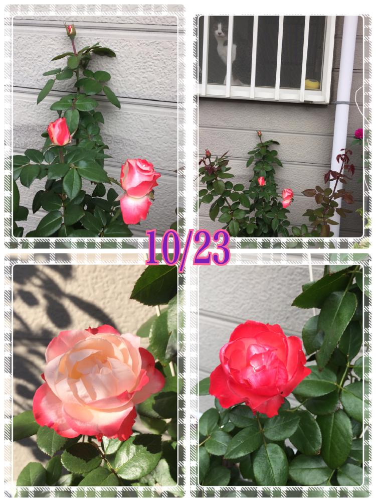 小さな庭の画像 by くろもみじさん | 小さな庭と薔薇 ノスタルジーと愛猫クロちゃんと開花間近と覆輪と退色とロザリアン入門とチュウレンハバチと薬剤散布と害虫被害とやっと咲いた〜とセダム丼とつぼみと秋色と新米ロザリアンと今日から私もロザリアンと小さな小さな庭と花のある暮らしとバラ・ミニバラとはるよこいととにかく薔薇が好き