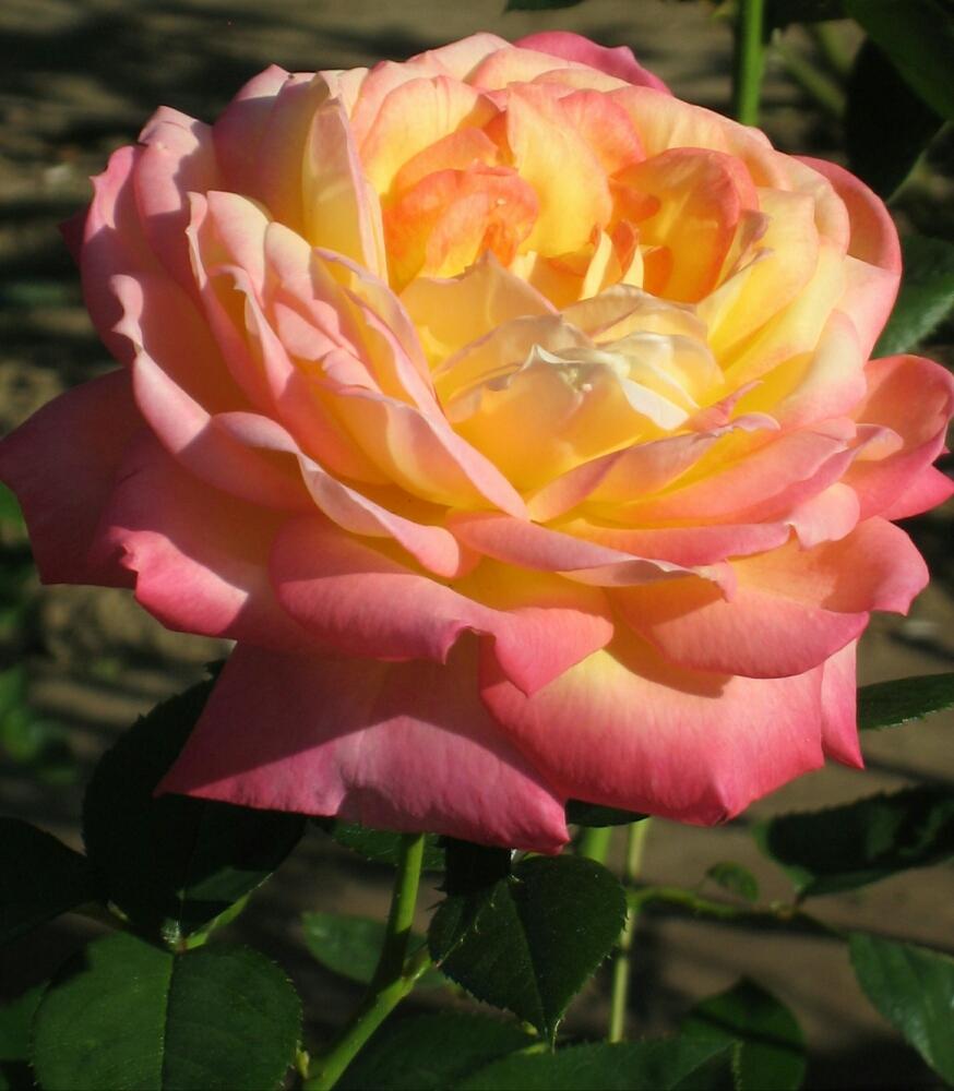 お出かけ先の画像 by ぺこりん♪さん | お出かけ先と薔薇とバラ 朝雲と朝雲とばら バラ 薔薇と公園とGS映えとGS日和と散歩と秋色と鶴舞公園とピンクのお花ときいろいお花とお散歩とバラ・ミニバラ