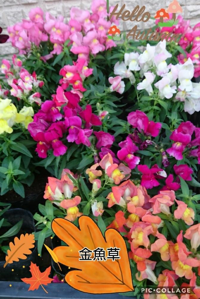 の画像 by トリトンさん | お花大好き♡と金魚草♡とありがとう♡と寄り添ってといやされる♡と北の大地北海道と台風21号被災者応援と応援するよと花のある暮らしと頑張れ♡えっことお花屋さんと頑張れ♡ばぁばさん