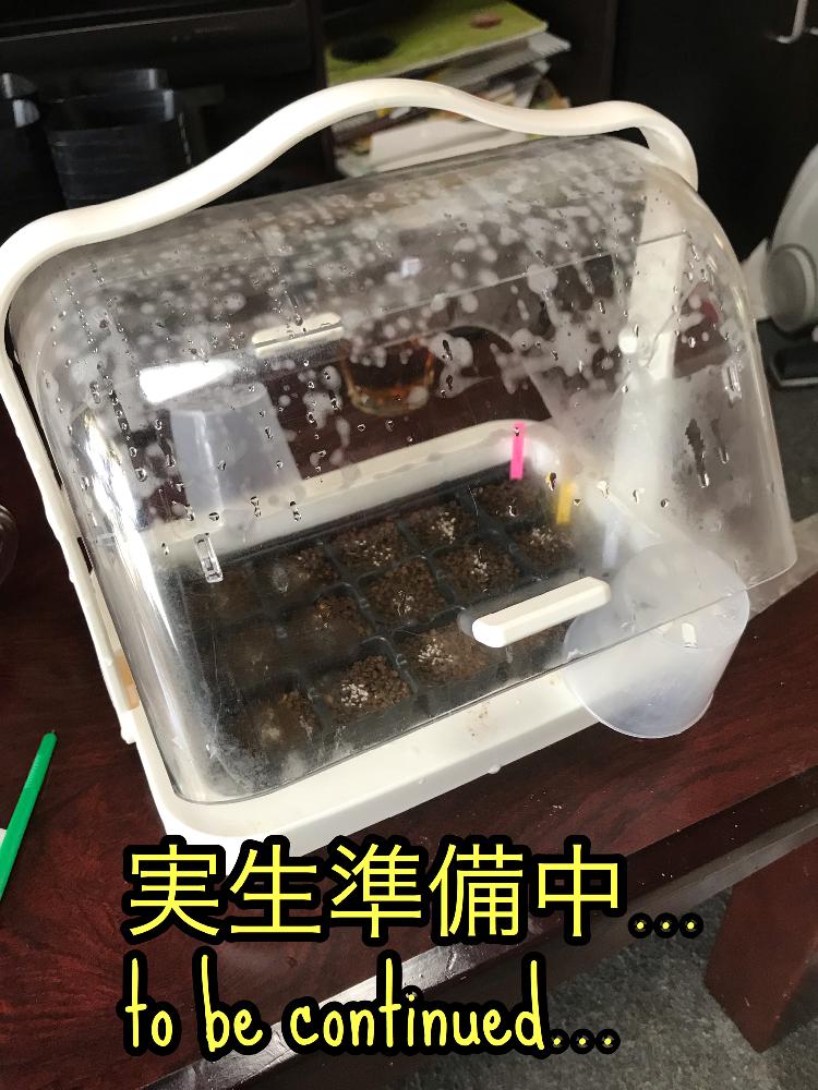 の画像 by mamaだJさん | 多肉植物とエケ実生にチャレンジ( •̀ᄇ• ́)ﻭと脳内多肉畑と秋だねぇと風邪ひいたとkohres実生とエンゲイ係数高めとキラキラ多肉✧*。と( ゚д゚)セクスィ…♡番長と広島タニラーとエケベリア女子とエケベリア属とタニラーとジュテーム(`L_` )連合と山口タニラーと種子から育てる