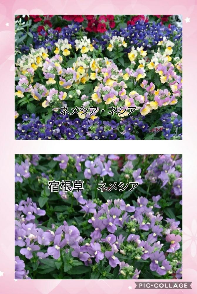の画像 by トリトンさん | ネメシアとネメシア メシアとお花大好き♡とありがとう♡と寄り添ってといやされる♡と北の大地北海道とネメシア☆と台風21号被災者応援とキュンキュン乙女倶楽部No.183とホームセンターと応援するよとpicコラージュと花のある暮らしとネメシア ネシア!と頑張れ♡えっこと頑張れ♡ばぁばさんと青い花マニアとGS散歩☆世田谷