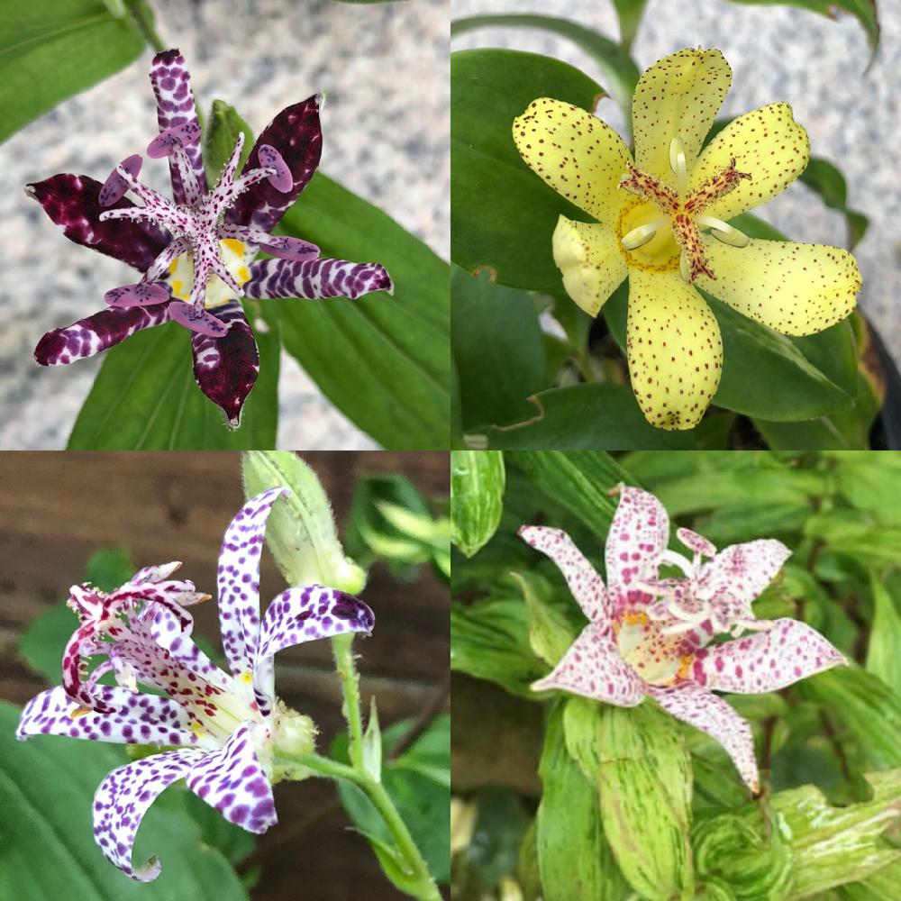 小さな庭の画像 by tomoさん | 小さな庭と山野草とホトトギス.と鉢植えと花のある暮らしと秋の花とホトトギス属