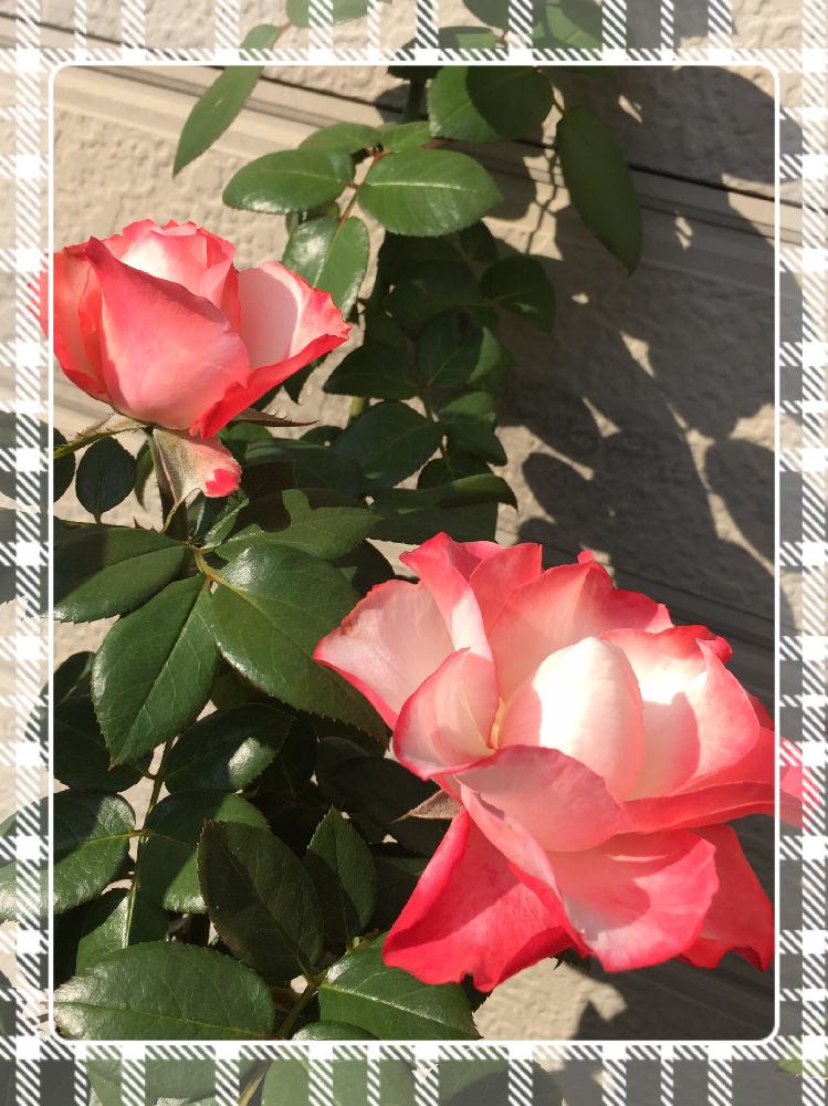 小さな庭の画像 by くろもみじさん | 小さな庭と薔薇 ノスタルジーと開花間近と覆輪と退色とロザリアン入門とチュウレンハバチと薬剤散布と害虫被害とやっと咲いた〜とセダム丼とつぼみと秋色と新米ロザリアンと今日から私もロザリアンと小さな小さな庭と花のある暮らしとはるよこいととにかく薔薇が好き
