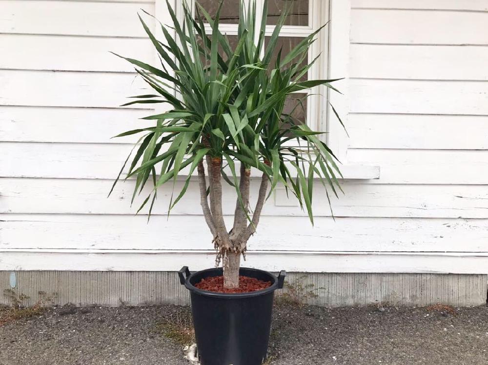 の画像 by CLUTCH FURNITUREさん | ドラセナ ドラコとドラセナと竜血樹とボタニカルと観葉植物と植物のある暮らしと男前植物とボタニカルライフとドラセナ・ドラコとグリーンのある暮らしとポットと育てやすいと園芸店とリュウゼツラン科とドラセナ属と希少とナーセリーポットと珍奇植物と植木鉢と神戸とボタニカルショップ