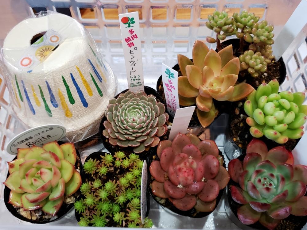 棚の画像 by あおばさん | 棚と多肉植物とリンゼアナ エケベリア属とエケベリア ピンウィールとロシータとアリエル☆エケベリアと碧midoriさんと春霞とタニラーと ヒスパニクムとパキフィルム♡とカリフォルニア サンセット
