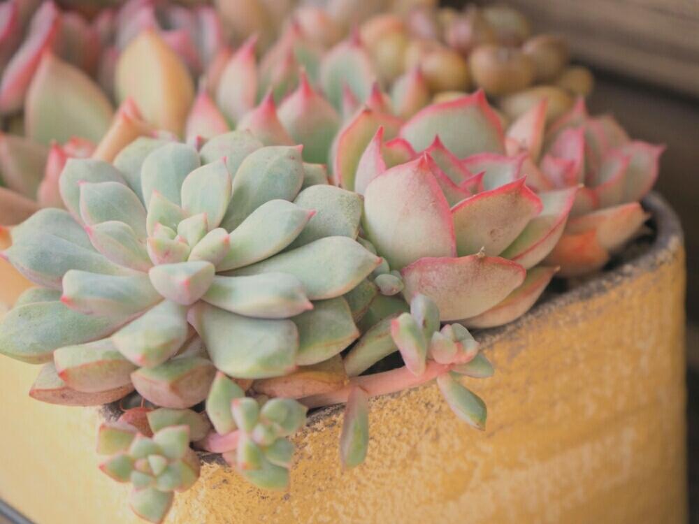 玄関の画像 by はな*さん | 玄関とサブコリンボサとラウ030と北海道と今日の一枚と寄せ植え