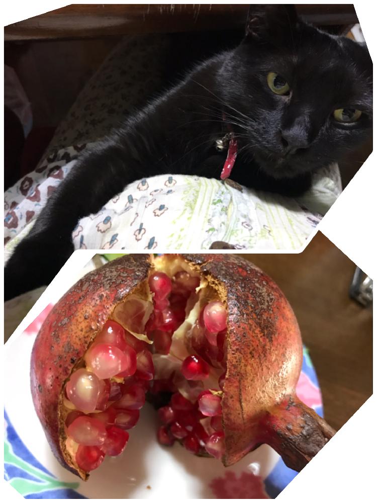 キッチンの画像 by ちーちゃんさん | キッチンとざくろと黒ニャンコ隊と全英黒猫の日と黒猫と秋の気配と植、猫中毒と『秋を感じる』フォトコンテストとうどん県人会
