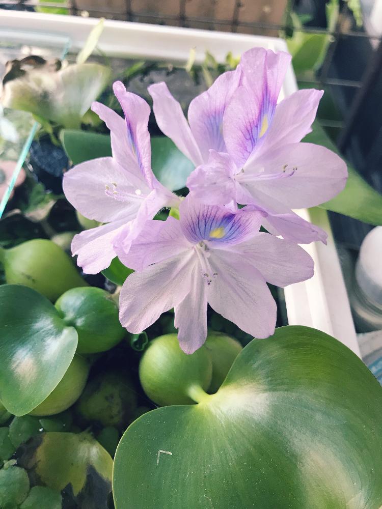 玄関の画像 by ヤスさん | 玄関とホテイアオイとホテイアオイの花とマイ・コレクションと水草水槽と庭でとこうなりました!と花のある暮らしと水草と大きいと植物貧乏