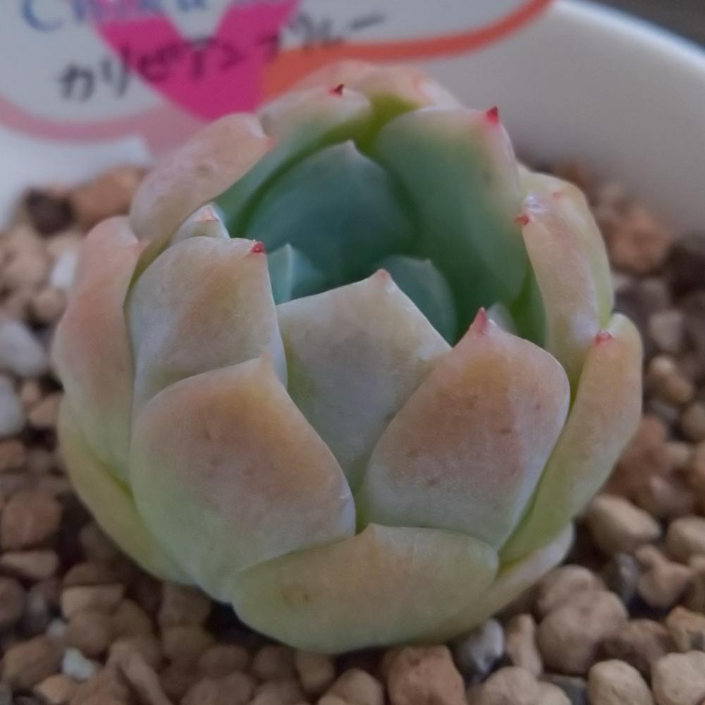 バルコニー/ベランダの画像 by Succulent so cute ♥さん | バルコニー/ベランダとcaribbean blueとカリビアンブルーと多肉植物とスマホ撮影とGS Lifeとボタニカルライフときれい~✴️と多肉ちゃんと秋の多肉ちゃんと葉っぱのある暮らしと葉っぱとチーム大阪とGS映えと多肉植物のある暮らしとno green no lifeと秋のボタニカルライフとお気に入り~✴️とエケベリア属と秋の多肉植物とGS 影響とsucculent so cute ♥️とチームグリーンと葉っぱがかわいい♥とcute ♥️ カリビアンブルーとガーデニングと多肉生活とgreenとかわいいとベンケイソウ科とSucculent Lifeと加工なしとおきにいり~✴️とかわいい多肉ちゃんとenjoy succulent life ♥とenjoy botanical life ♥️とcute ♥️ エケとso cute garden ♥️と葉っぱが好き♥とGS萌え~✴️と多肉初心者と多肉コレクション♥とsucculent plantsと葉っぱlove♥とGSタイムとsucculentとsucculent love ♥
