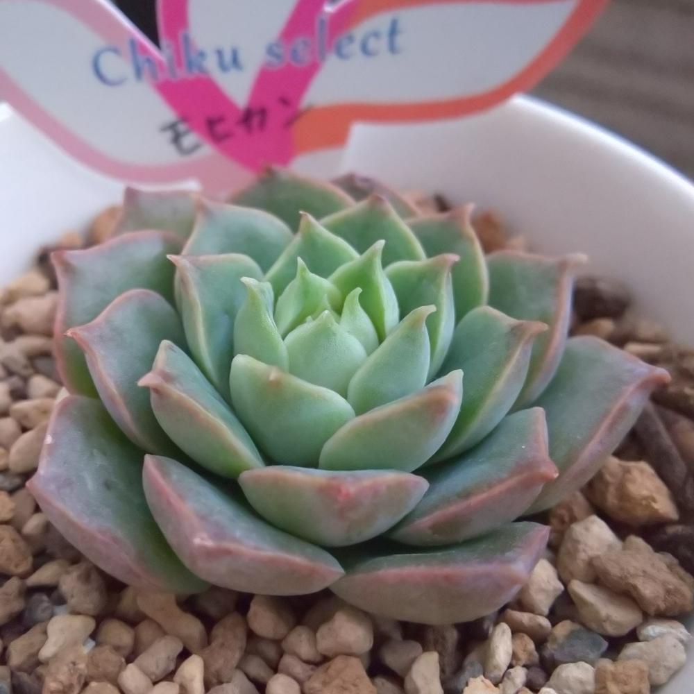 バルコニー/ベランダの画像 by Succulent so cute ♥さん | バルコニー/ベランダとMohicanとモヒカンと多肉植物とスマホ撮影とGS Lifeとボタニカルライフとcute ♥️ モヒカンときれい~✴️と多肉ちゃんと秋の多肉ちゃんと葉っぱのある暮らしと葉っぱとチーム大阪とGS映えと多肉植物のある暮らしとno green no lifeと秋のボタニカルライフとお気に入り~✴️とエケベリア属と秋の多肉植物とGS 影響とsucculent so cute ♥️とチームグリーンと葉っぱがかわいい♥とガーデニングと多肉生活とgreenとかわいいとベンケイソウ科とSucculent Lifeと加工なしとおきにいり~✴️とかわいい多肉ちゃんとenjoy succulent life ♥とenjoy botanical life ♥️とcute ♥️ エケとso cute garden ♥️と葉っぱが好き♥とGS萌え~✴️と多肉初心者と多肉コレクション♥とsucculent plantsと葉っぱlove♥とGSタイムとsucculentとsucculent love ♥
