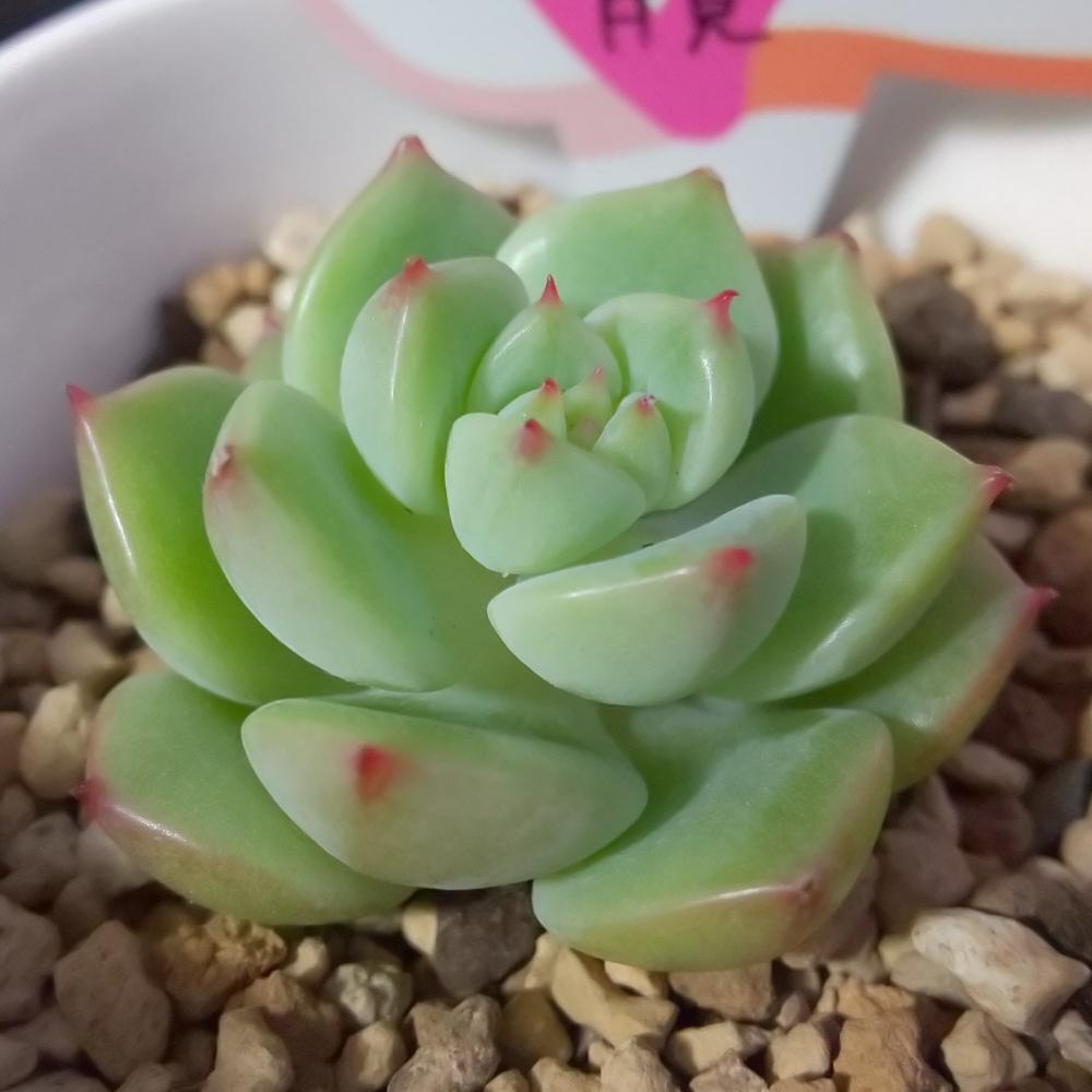 バルコニー/ベランダの画像 by Succulent so cute ♥さん | バルコニー/ベランダと月見♥️と多肉植物とスマホ撮影とGS Lifeとボタニカルライフときれい~✴️と多肉ちゃんと秋の多肉ちゃんと葉っぱのある暮らしと葉っぱとチーム大阪とGS映えと多肉植物のある暮らしとno green no lifeと秋のボタニカルライフとお気に入り~✴️とエケベリア属と秋の多肉植物とGS 影響とsucculent so cute ♥️とチームグリーンと葉っぱがかわいい♥とガーデニングと多肉生活とgreenとかわいいとベンケイソウ科とSucculent Lifeと加工なしとcute ♥️ 月見とおきにいり~✴️とかわいい多肉ちゃんとenjoy succulent life ♥とenjoy botanical life ♥️とcute ♥️ エケとso cute garden ♥️と葉っぱが好き♥とGS萌え~✴️と多肉初心者と多肉コレクション♥とsucculent plantsと葉っぱlove♥とGSタイムとsucculentとsucculent love ♥