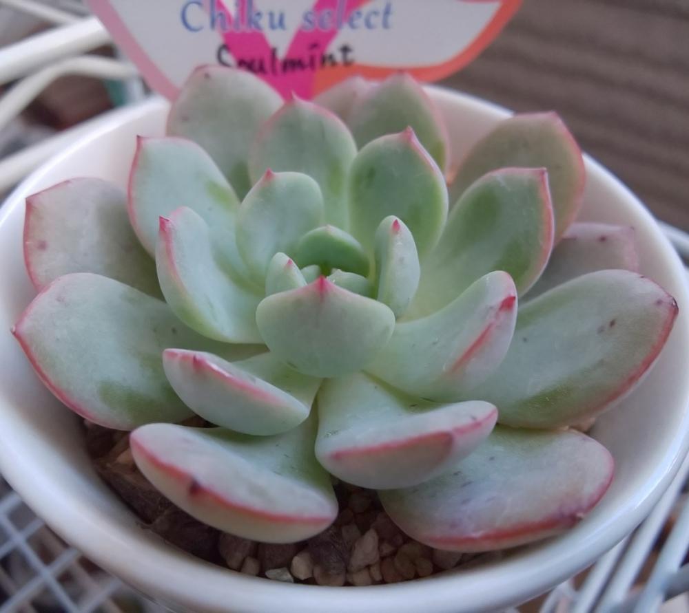 バルコニー/ベランダの画像 by Succulent so cute ♥さん | バルコニー/ベランダとSoul mintと多肉植物とスマホ撮影とGS Lifeとボタニカルライフとcute ♥️ Soul mintときれい~✴️と多肉ちゃんと秋の多肉ちゃんと葉っぱのある暮らしと葉っぱとチーム大阪とGS映えと多肉植物のある暮らしとno green no lifeと秋のボタニカルライフとお気に入り~✴️とエケベリア属と秋の多肉植物とGS 影響とsucculent so cute ♥️とチームグリーンと葉っぱがかわいい♥とガーデニングと多肉生活とgreenとかわいいとベンケイソウ科とSucculent Lifeと加工なしとおきにいり~✴️とかわいい多肉ちゃんとenjoy succulent life ♥とenjoy botanical life ♥️とcute ♥️ エケとso cute garden ♥️と葉っぱが好き♥とGS萌え~✴️と多肉初心者と多肉コレクション♥とsucculent plantsと葉っぱlove♥とGSタイムとsucculentとsucculent love ♥