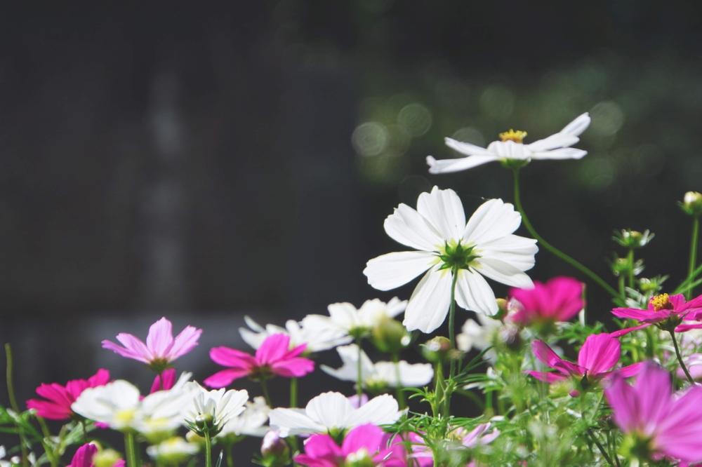 お出かけ先の画像 by ゆーのさん | お出かけ先とコスモスと色が素敵とお花を楽しむと心落ち着くとGS映えと今日の一枚と優しい色の花と秋コスモスと花のある暮らしとお花といやされると写真好きな人と繋がりたいとふんわりと『秋を感じる』フォトコンテスト