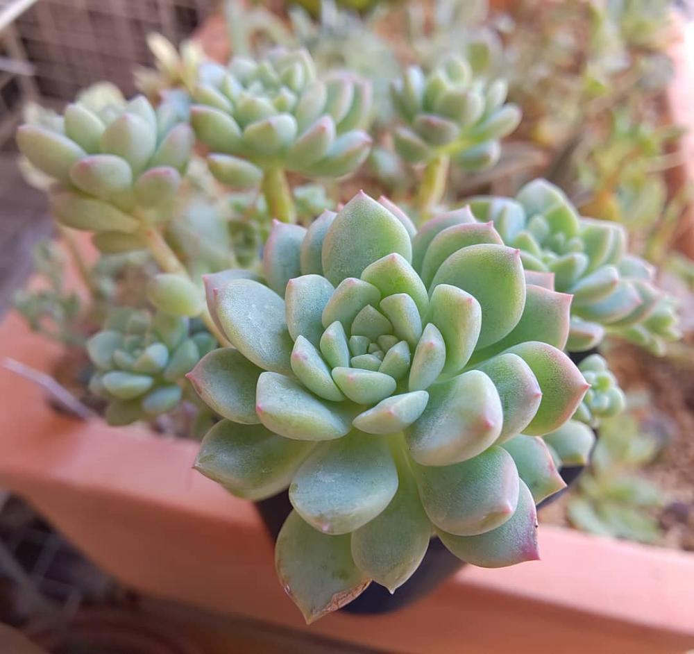 エントランスの画像 by Succulent so cute ♥さん | エントランスとproliferaとプロリフェラと多肉植物とスマホ撮影とGS Lifeとボタニカルライフときれい~✴️と多肉ちゃんと秋の多肉ちゃんと葉っぱのある暮らしと葉っぱとチーム大阪とGS映えと多肉植物のある暮らしとno green no lifeと秋のボタニカルライフとお気に入り~✴️とエケベリア属と秋の多肉植物とGS 影響とcute ♥️ プロリフェラとsucculent so cute ♥️とチームグリーンと葉っぱがかわいい♥とガーデニングと多肉生活とgreenとかわいいとベンケイソウ科とSucculent Lifeと加工なしとおきにいり~✴️とかわいい多肉ちゃんとenjoy succulent life ♥とenjoy botanical life ♥️とcute ♥️ エケとso cute garden ♥️と葉っぱが好き♥とGS萌え~✴️と多肉初心者と多肉コレクション♥とsucculent plantsと葉っぱlove♥とGSタイムとsucculentとsucculent love ♥