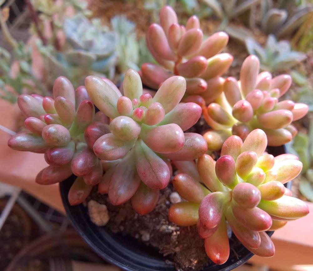 エントランスの画像 by Succulent so cute ♥さん | エントランスとrubrotinctum variegataとAuroraとオーロラとセダム属と多肉植物とスマホ撮影とGS Lifeとボタニカルライフときれい~✴️と多肉ちゃんと秋の多肉ちゃんと葉っぱのある暮らしと葉っぱとチーム大阪とGS映えとcute ♥️ オーロラとvariegataと多肉植物のある暮らしとno green no lifeと秋のボタニカルライフとお気に入り~✴️と秋の多肉植物とGS 影響とsucculent so cute ♥️とチームグリーンと葉っぱがかわいい♥とガーデニングと多肉生活とgreenとかわいいとベンケイソウ科とSucculent Lifeと加工なしとおきにいり~✴️とかわいい多肉ちゃんとcute ♥️ セダムとenjoy succulent life ♥とenjoy botanical life ♥️とso cute garden ♥️と葉っぱが好き♥とGS萌え~✴️と多肉初心者と多肉コレクション♥と斑入り♥️とsucculent plantsと葉っぱlove♥とGSタイムとsucculentとsucculent love ♥