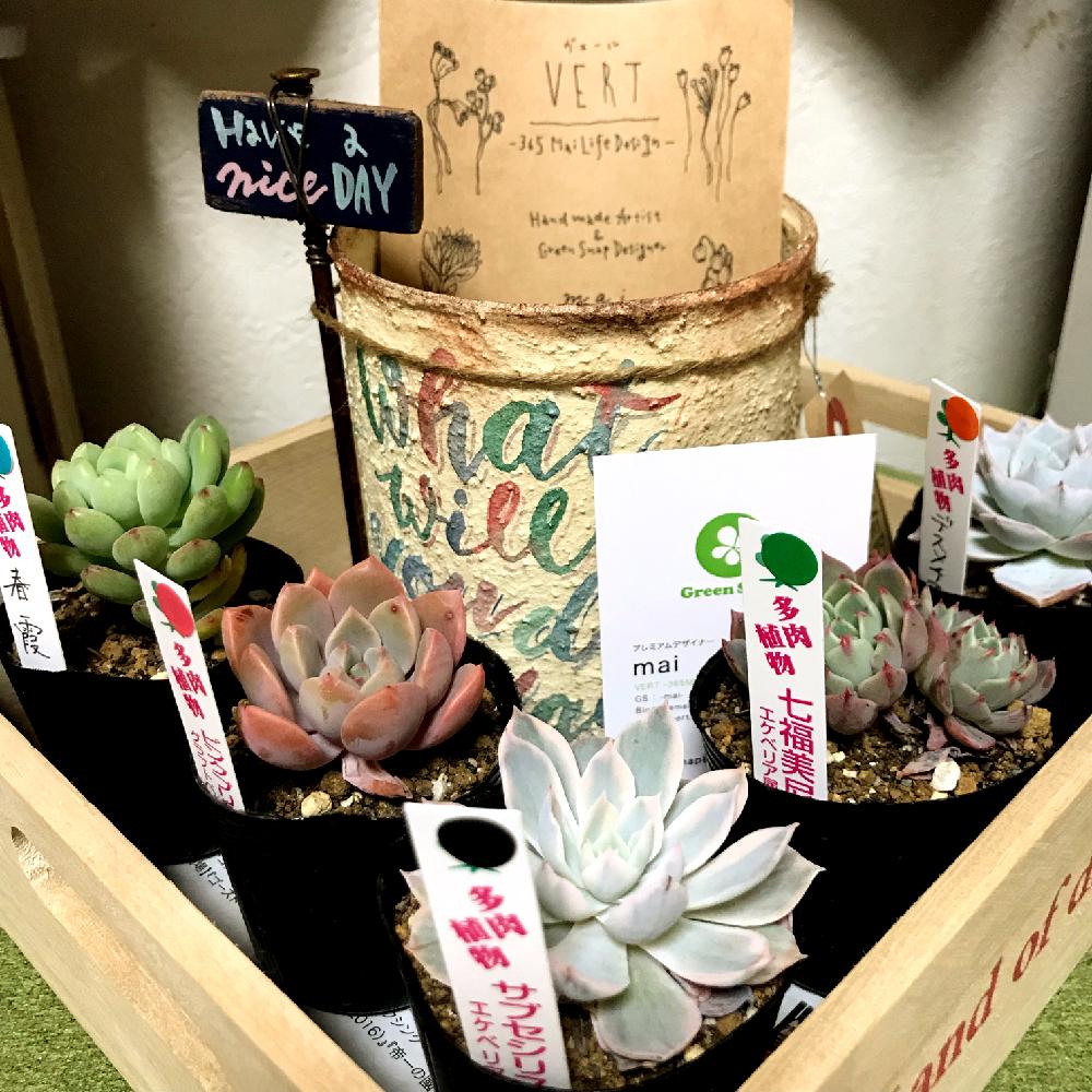 部屋の画像 by かなでさん | 部屋と多肉植物とピンクプリティ♡とエケベリア デスメチアナと七福美尼♡とサブセシリス錦
。と春霞とmaiちゃんのリメ缶と植中毒とタニラー