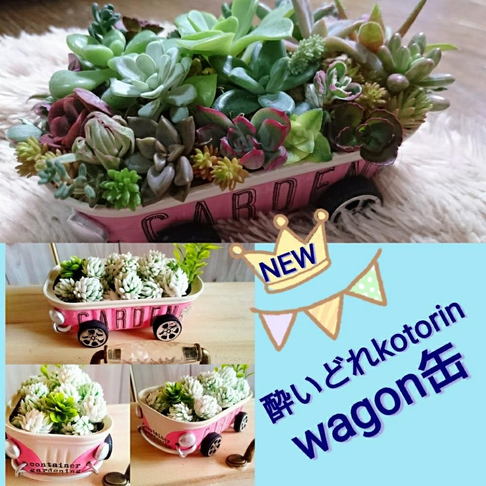 部屋の画像 by Kotorinさん | 部屋と多肉植物 リメイク缶 寄せ植えと 多肉寄せ植えと多肉植物とNO GREEN NO LIFEと酔いどれ リメイク缶と多肉大好きと植中毒と赤爪ラブ❤と仙台と発芽大好き♪とバルコニスト