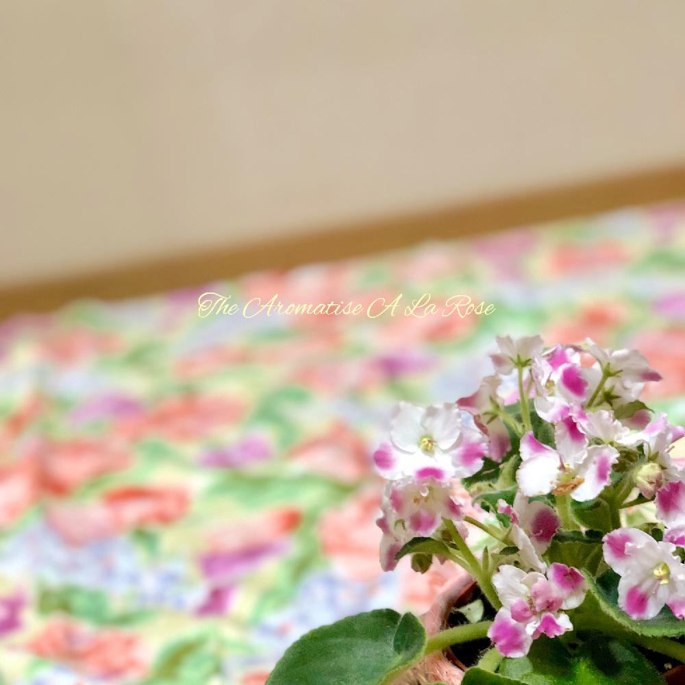 部屋の画像 by イングリッシュガーデンさん | 部屋とEGセントポーリア成長日誌と鉢植えのお花とインドアガーデニングと セントポーリア とGS映えとインドアガーデニンとセントポーリア オブティマラ種とインドアとセントポーリアの葉挿し*とセントポーリア☆と鉢植えと花のある暮らしとセントポーリア♡とセントポーリア♪とセントポーリア属とインドアプランツとセントポーリア開花とインドアガーデン