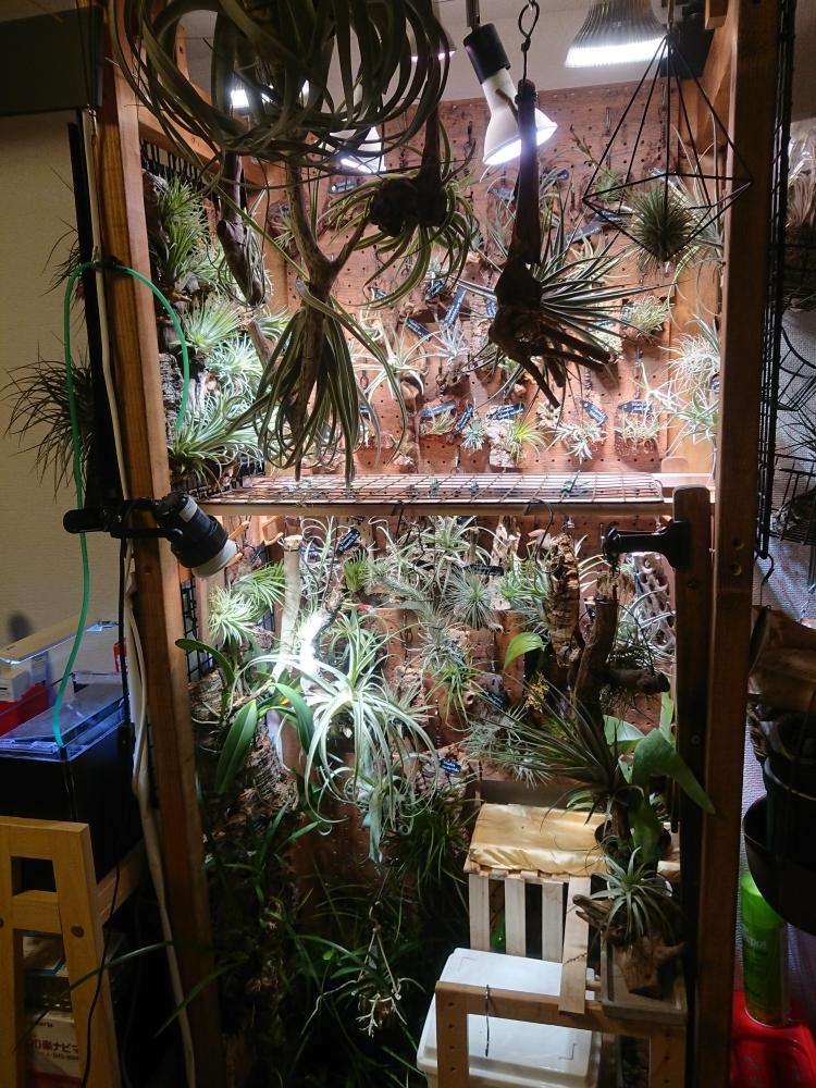 部屋の画像 by ちょこぼっさん | 部屋と着生蘭 各種とチランジア 各種と着生植物と芳香種とSPECIES NURSERYとハンキングと植物育成ライトとオザキフラワーパークと普及種と希少種とエアプランツ天狗堂とGS映えとえせボタニストとBROMERIADS と植中毒とイオナンタ万歳同盟( ゚∀゚)人(゚∀゚ )とthe Farm UNIVERSAL 千葉とフラワーショップ江口と常葉植物園とDIYと珍奇植物と花のある暮らしと『インテリアグリーン』フォトコンテスト2018と熱帯植物とチランジア中毒者とフロンティアプランツとサカタのタネガーデンセンター横浜とエアープランツ/チランジア