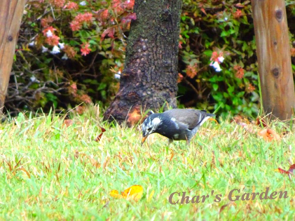 お出かけ先の画像 by チャーさん | お出かけ先と自然に暮らすと野鳥のいる景色と野鳥観察とチャーさんのリポートとチャーさんの 里山歩きとチャーさんのアレンジ物語とチャーさんの季節のアレンジと季節の便りとコムクドリと野鳥と植物と鳥のいる景色と季節の 便りと季節を感じる♪とノハラー