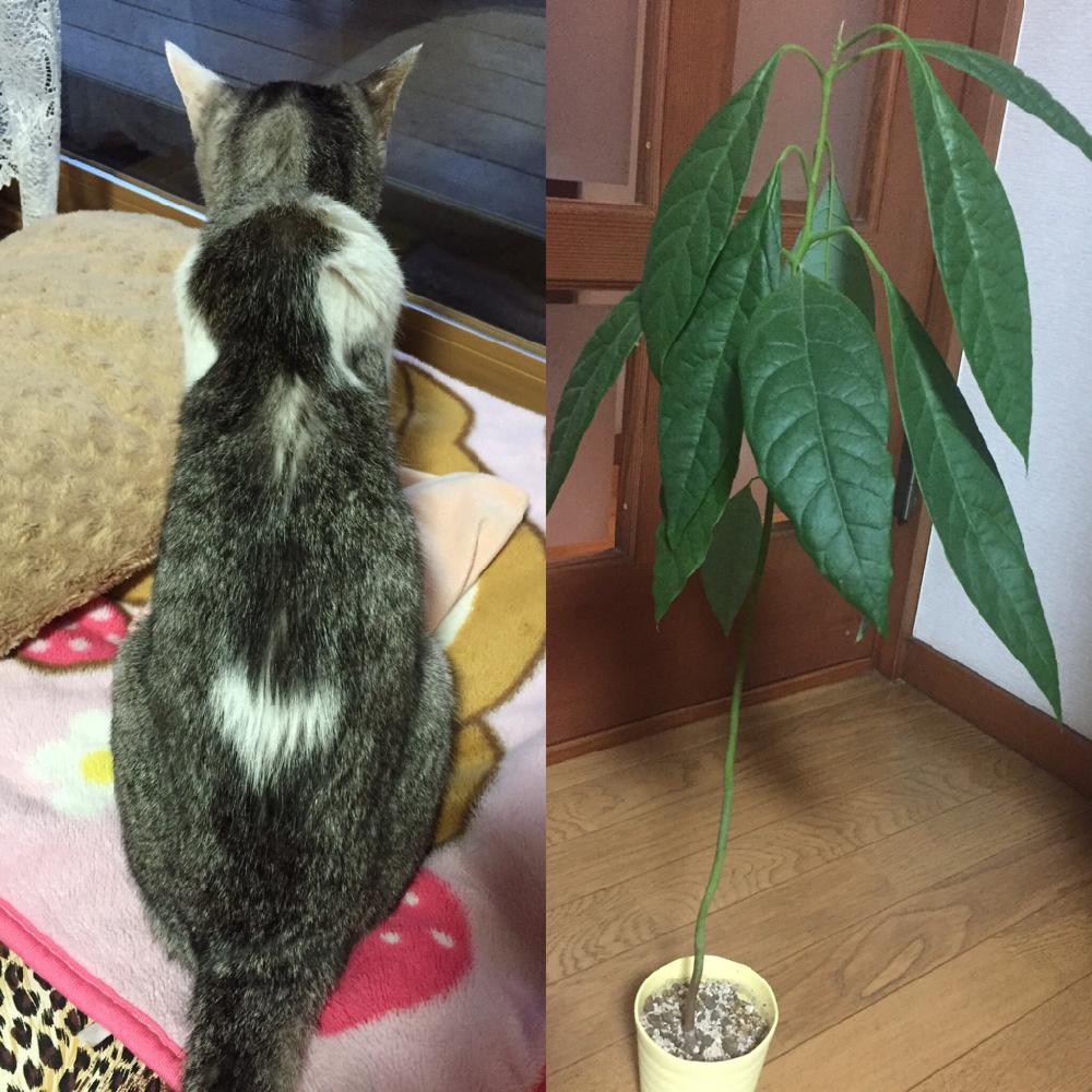 部屋の画像 by コスモスさん | 部屋とユウタハートとアボカド鉢植えと今日もありがとう。と猫好き❤とyutaとネコのいる暮らし