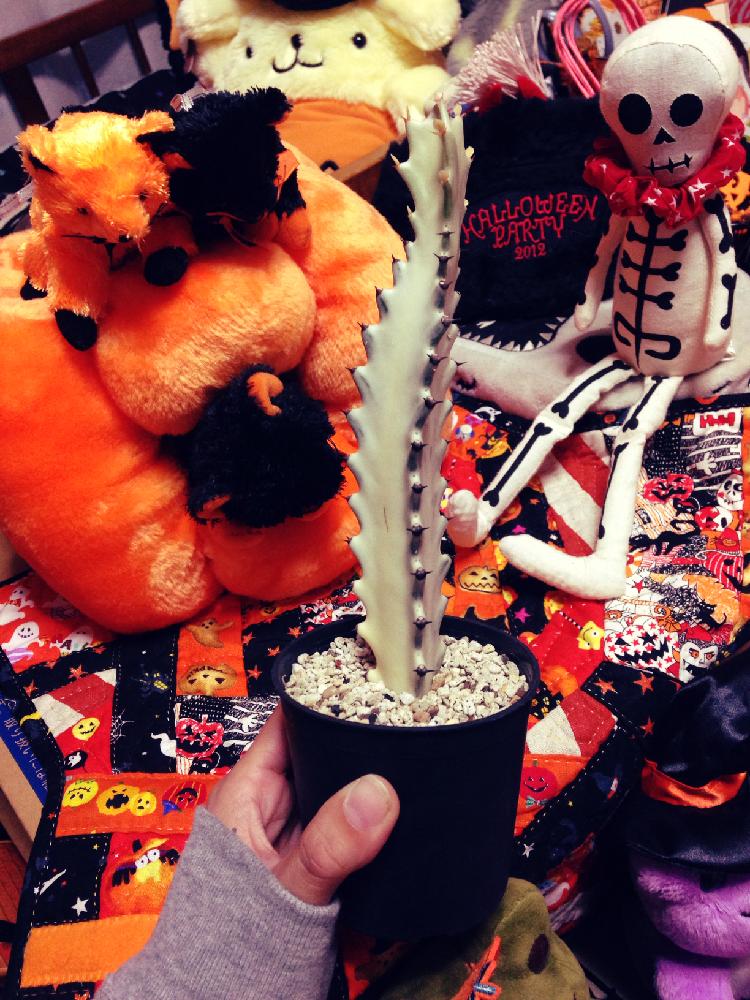 部屋の画像 by 王蟲さん | 部屋と『ハロウィンアレンジ♪』フォトコンテスト2018とユーフォルビアホワイトゴーストとハロウィンとハッピーハロウィン2018とGS映えとオバケとユーフォルビア属。とユーフォルビアとハロウィン装飾とハロウィン雑貨と視線を感じる?