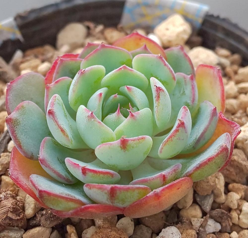 バルコニー/ベランダの画像 by Succulent so cute ♥さん | バルコニー/ベランダとE.HappyとE.ハッピーとハッピーと多肉植物とスマホ撮影とGS Lifeとボタニカルライフときれい~✴️と多肉ちゃんと秋の多肉ちゃんと葉っぱのある暮らしと葉っぱとチーム大阪とGS映えと多肉植物のある暮らしとno green no lifeと秋のボタニカルライフとcute ♥️ ハッピーとお気に入り~✴️とエケベリア属と秋の多肉植物とGS 影響とsucculent so cute ♥️とチームグリーンと葉っぱがかわいい♥とガーデニングと多肉生活とgreenとかわいいとベンケイソウ科とSucculent Lifeと加工なしとおきにいり~✴️とかわいい多肉ちゃんとenjoy succulent life ♥とenjoy botanical life ♥️とcute ♥️ エケとso cute garden ♥️と葉っぱが好き♥とGS萌え~✴️と多肉初心者と多肉コレクション♥とsucculent plantsと葉っぱlove♥とGSタイムとsucculentとsucculent love ♥