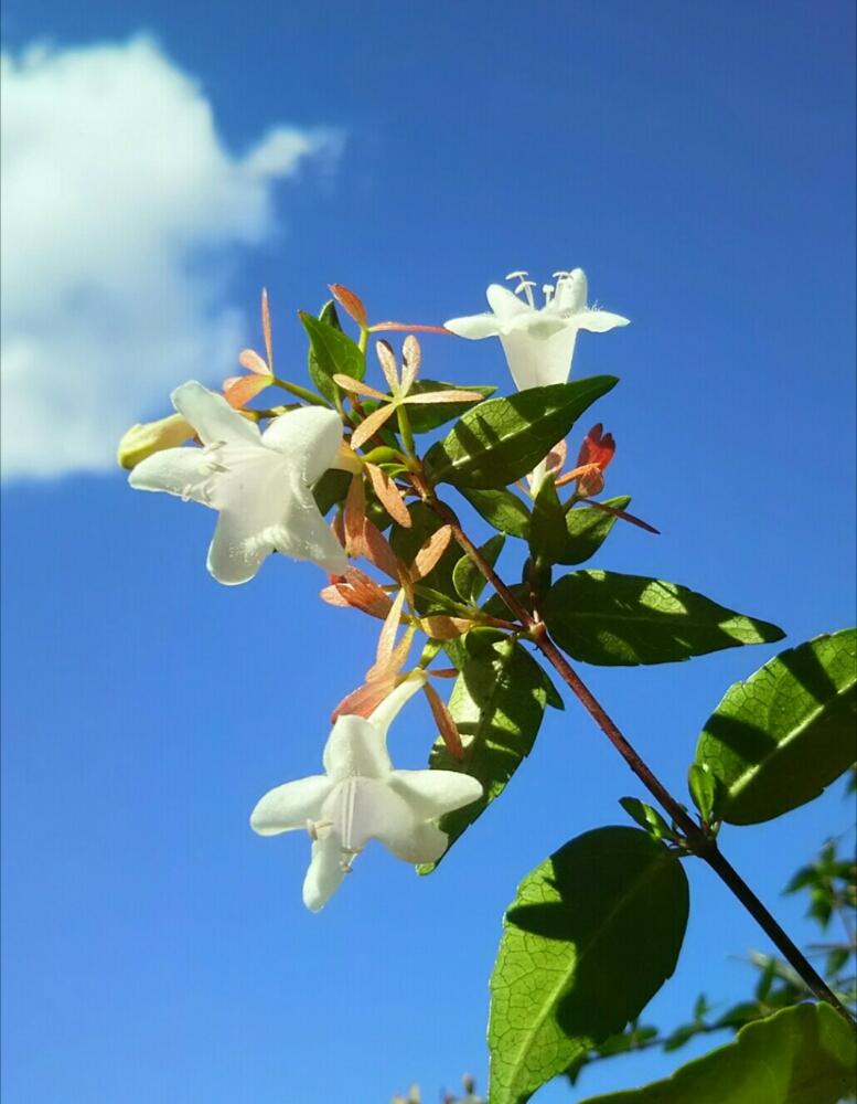の画像 by あおぞらさん | アベリアと公園と花木と緑のある暮らしと花のある暮らしとお花と晴れと白い花と秋の花
