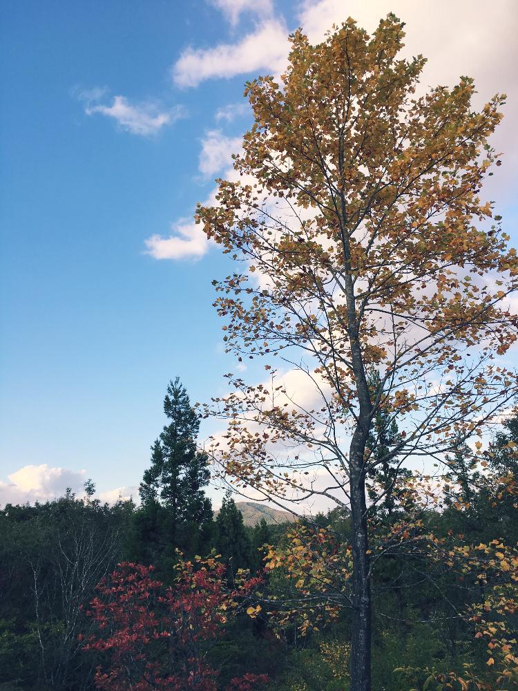 お出かけ先の画像 by maoさん | お出かけ先とみどりのある暮らしと植中毒と紅葉写真