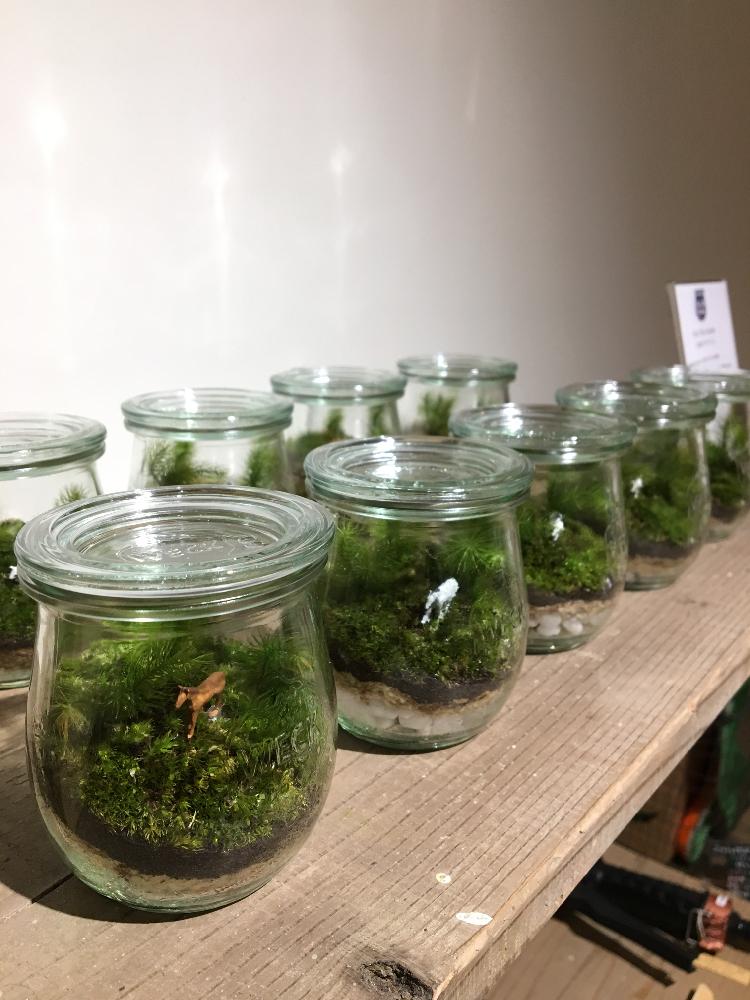 の画像 by Royal Gardener's Clubさん | 観葉植物と植物のある暮らしとボタニカルライフと苔 (コケ)と園芸店とベランダガーデニングとガーデニングショップとテラリウムと緑のある暮らしとガーデニングツールとガーデニングと苔テラリウムと奥沢と自由が丘とインテリアグリーンとグリーンとバルコニスト
