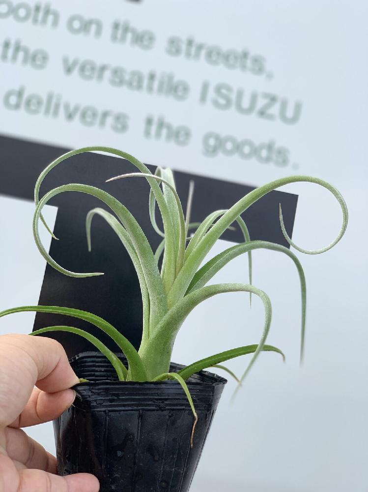 インテリアの画像 by e-RANさん | インテリアとチランジア・カーリー・スリムとカーリー・スリムと観葉植物と通販専門店と緑が好きとスタイリッシュと希少種と一点物とGS映えと植中毒とチランジア属とカールと楽天e-RANと鹿児島と曲線美と観葉植物専門店とクルクル
