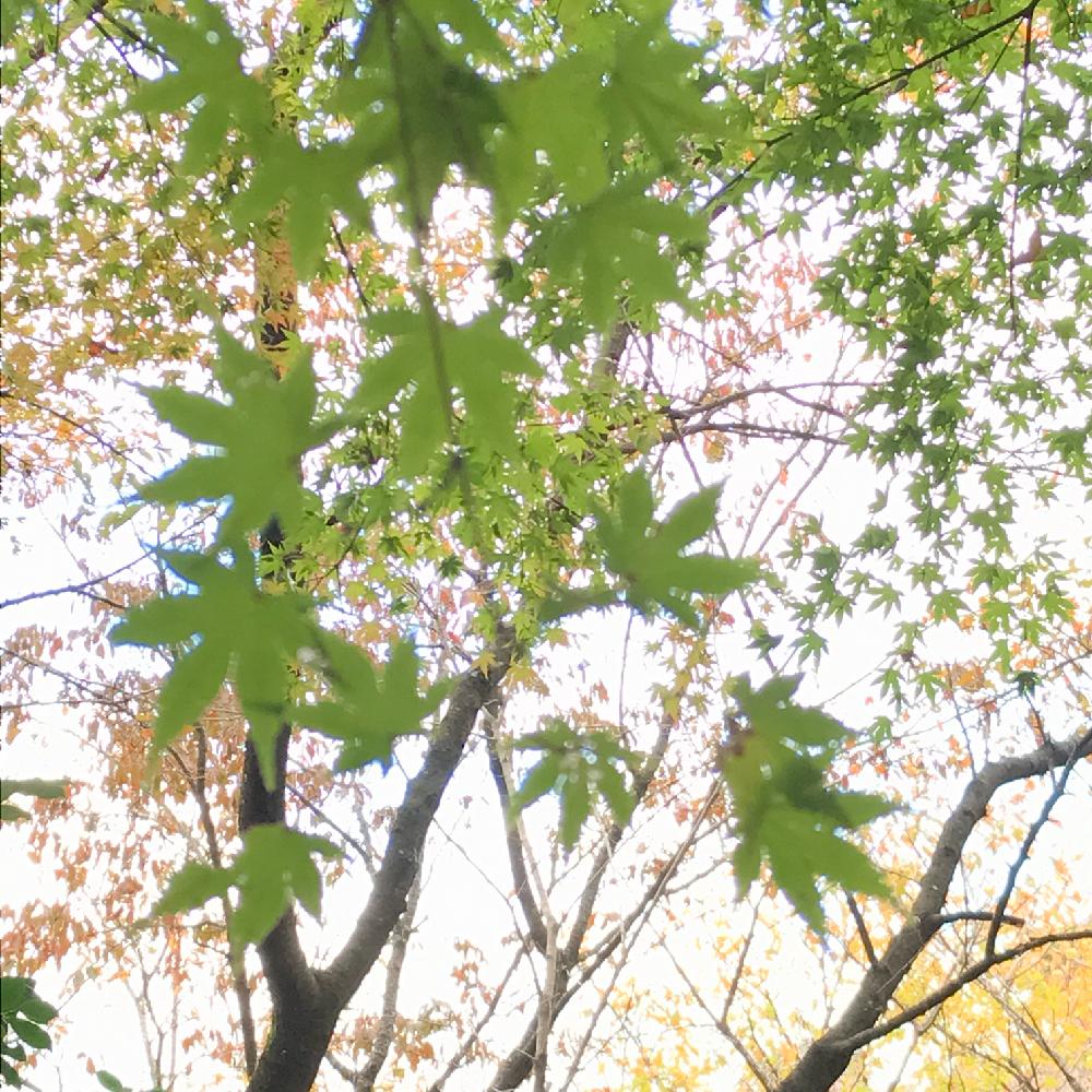 お出かけ先の画像 by kukkaさん | お出かけ先とモミジとみどりのある暮らしと秋ですね♪と緑のある暮らしとカワイイ葉っぱとおやすみ前の1枚と京都府立植物園と空を見上げて