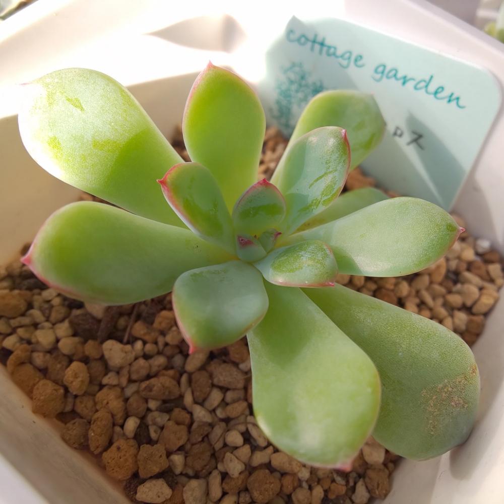 バルコニー/ベランダの画像 by Succulent so cute ♥さん | バルコニー/ベランダとMilosとミロスとCottage Gardenと秋の多肉ちゃんとチーム大阪とno green no lifeとお気に入り~✴️とエケベリア属とスマホ撮影加工なしとsucculent so cute ♥️とSucculent Lifeとenjoy botanical life ♥️とcute ♥️ エケとso cute garden ♥️とGS萌え~✴️と多肉コレクション♥と葉っぱlove♥とsucculentとsucculent love ♥とcute ♥️ ミロス
