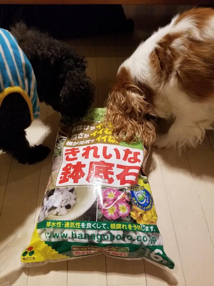 の画像 by もじゃもじゃ太郎さん | 鉢底石と秋ですね♪と植欲と植中毒と今日は曇り☁と花のある暮らしとわんこと一緒と花ごころ