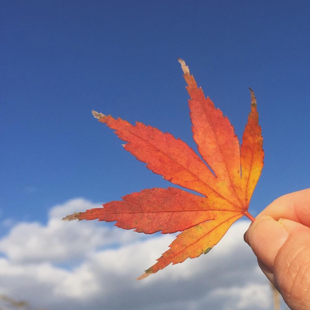 お出かけ先の画像 by junさん | お出かけ先と愛知とGS映えとGS日和と紅葉(こうよう)とflowerとToday's Flowerと名古屋市と花のある暮らしとflowers loverと青空