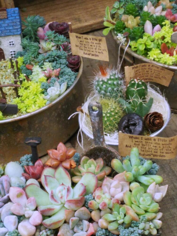 お出かけ先の画像 by kekoさん | お出かけ先と多肉植物と寄せ植えとmy garden style++と今日の1枚と植中毒とサボテンリースとくるみさんのWS❤️とタニラーとガーデニングと花のある暮らしとやっぱり花が好き♡
