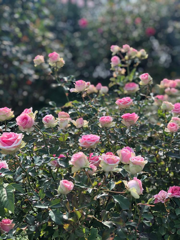 お出かけ先の画像 by オグさん | お出かけ先とキュンキュン乙女倶楽部とばら バラ 薔薇と京成バラ園と植中毒と今日の一枚とバラ・ミミエデンと花のある暮らしとかわいいな♡とバラ・ミニバラとやっぱり花が好き♡