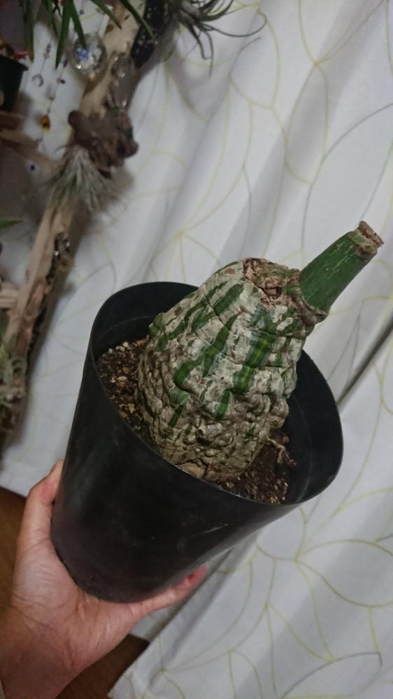 部屋の画像 by さりーさん | 部屋とボンバックスと珍奇植物と塊根植物と植中毒とコーデックス