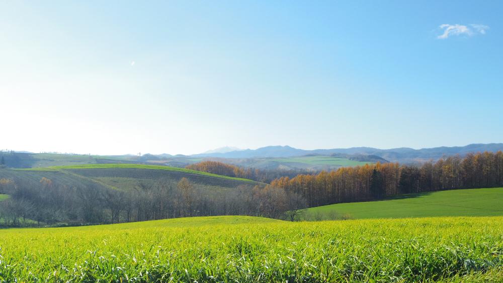 お出かけ先の画像 by masa. kさん | お出かけ先とカラマツと北海道ふっこう割と美瑛と花じゃないけどとPENTAX Q10とミラーレス一眼と上富良野とPENTAXと北海道