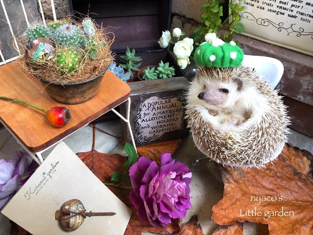 バルコニー/ベランダの画像 by nyacoさん | バルコニー/ベランダと多肉植物とシュネー・プリンセスとバラのある暮らしとGS映えと多肉植物寄せ植えとサボテンマドレーヌとくるみピックとサボテンの寄せ植えと多肉植物とサボテンとハリネズミ☆とバラが好きとKurumi*gardenとばら 薔薇 バラとプロトリーフとバラ・ミニバラとロザリアンとベランダーとタニク初心者とバラ オルフェオとバルコニスト