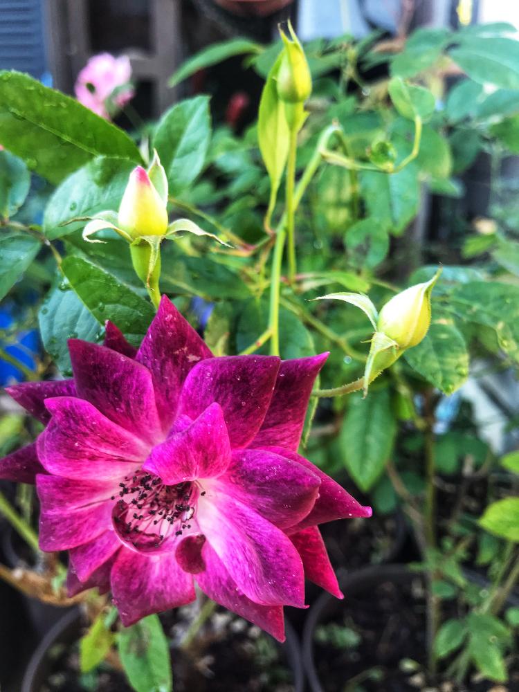 小さな庭の画像 by ななちちさん | 小さな庭とバラタニランとばら バラ 薔薇と薔薇愛同盟と薔薇男子と薔薇に魅せられてとななちち亭薔薇2018と植中毒とバーガンディ・アイスバーグとガーデニングと花のある暮らしと薔薇♪とロザリアン