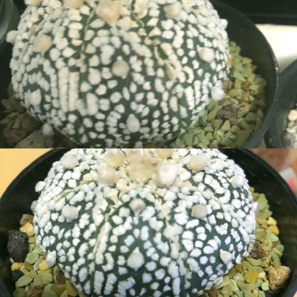 窓辺の画像 by Takuzoさん | 窓辺とアストロフィツム属 兜丸と兜丸錦と植え替え待ちと成長早いと100均アレンジとまだまだ初心者とかぶどまる