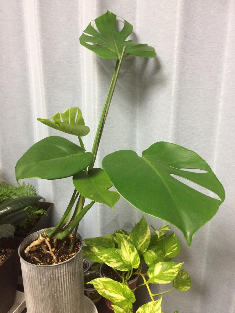部屋の画像 by スイカさん | 部屋とモンステラとポトスと癒しのグリーンと寄せ植えとラナンキュラス、ローズマリー、癒しのグリーンとGS映えとモンステラ☆と今日のお花と花のある暮らしとモンステラ新芽とスマホで撮影とかわいいな♡と可愛らしい♡とタニク初心者